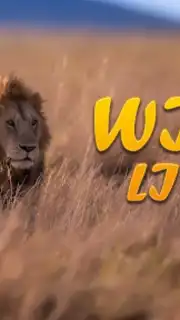 Lion Simulator Animal Games 3d screenshot 1